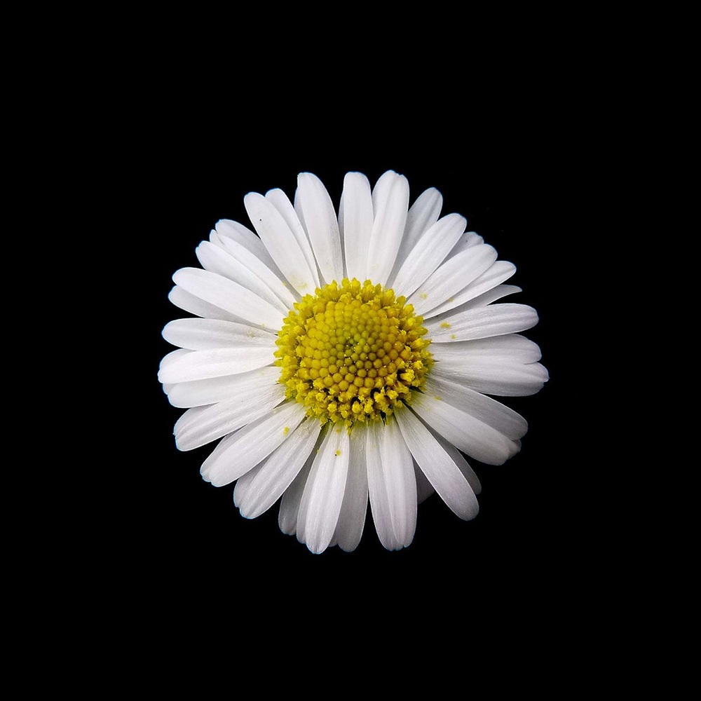 Meet your Posher, Daisy